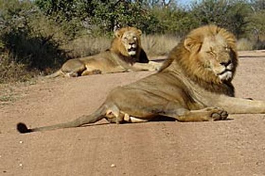 Dél-Afrika - 