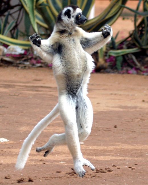 Lemur túra