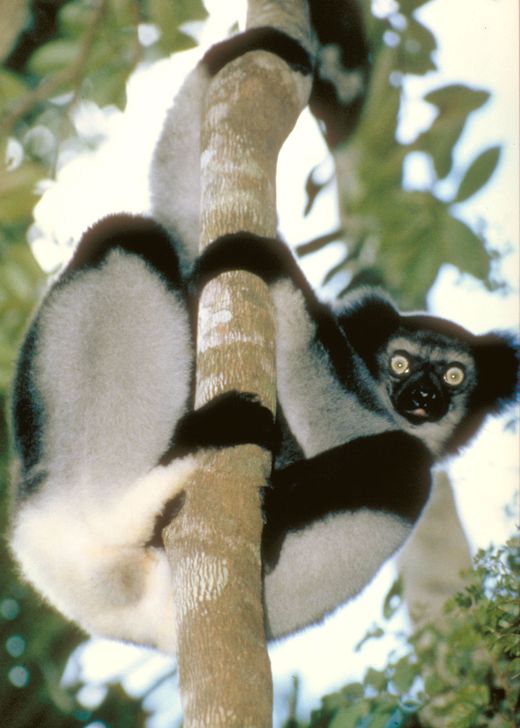 Lemur túra