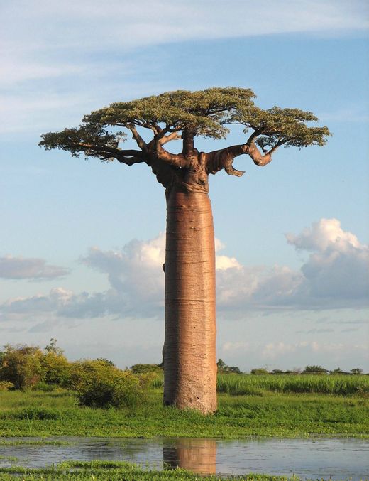 Baobab túra