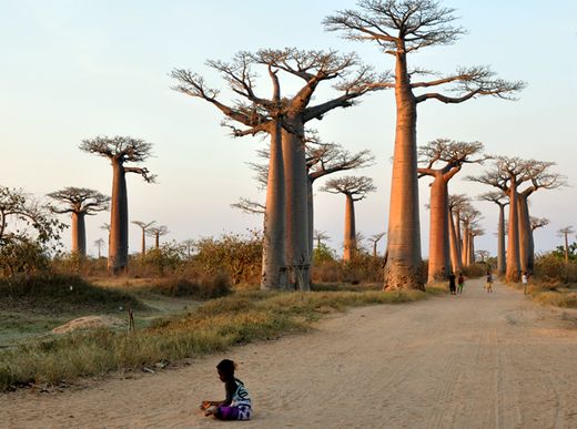 Baobab túra