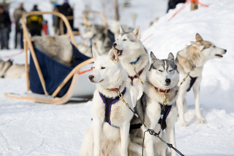 Téli kalandok finn Lappföldön