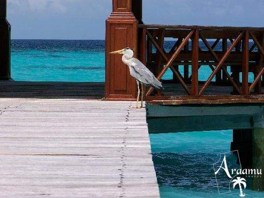Maldív-szigetek, Angaga Island Resort***